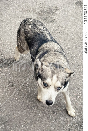 Close-up portrait of a husky dog with bright blue eyes looking directly at camera on asphalt street 135150841