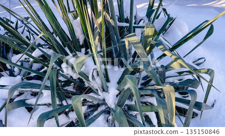Green yucca leaves covered with fresh white snow under bright warm sunlight in a winter garden 135150846