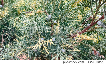Close-up of evergreen juniper branches with small blue berries and green needles in a winter garden 135150854
