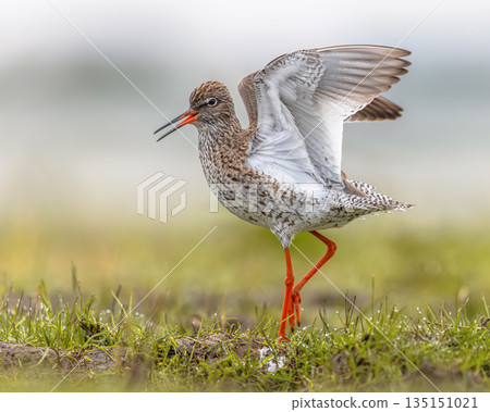Male Common Redshank displaying while moving through grass Male Common Redshank displaying while moving through grass 135151021