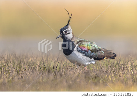 Northern Lapwing Display Behaviour 135151023
