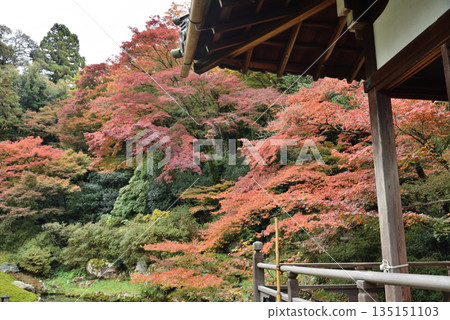 Shoren-in Temple in autumn: Soami Garden seen from the Kogosho (Higashiyama Ward, Kyoto City) Shoren-in Temple in autumn: Soami Garden seen from the Kogosho (Higashiyama Ward, Kyoto City) 135151103