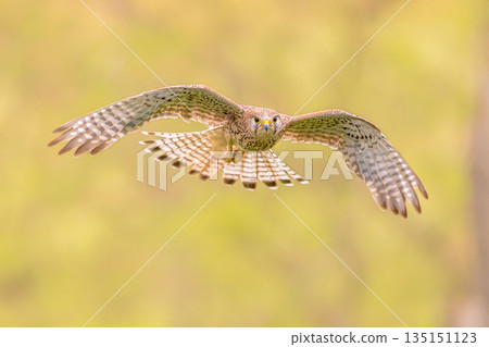 Common Kestrel flying female Common Kestrel flying female 135151123