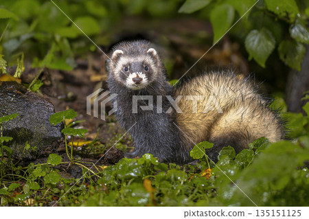 European Polecat in lush forest at night 135151125