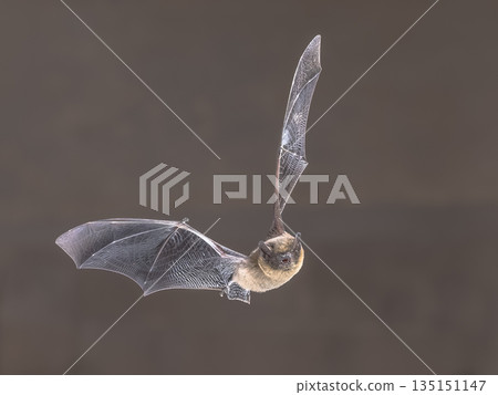 Flying Pipistrelle Bat at night Flying Pipistrelle Bat at night 135151147