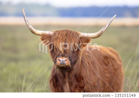 Highland Cattle in nature reserve Highland Cattle in nature reserve 135151149