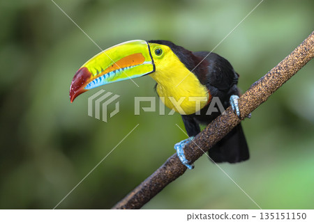 Keel Billed Toucan or Rainbow Billed Toucan in Rainforest 135151150