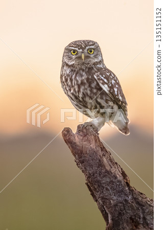 Little Owl perched on log Little Owl perched on log 135151152