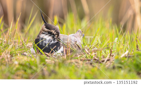 Northern Lapwing breeding on nest Northern Lapwing breeding on nest 135151192