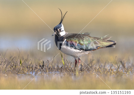 Northern Lapwing Display Behaviour Northern Lapwing Display Behaviour 135151193