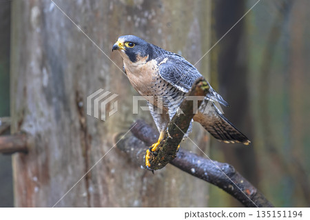 Peregrine falcon waiting for prey in tree 135151194