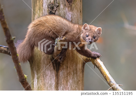 Pine marten in tree in forest at dusk 135151195