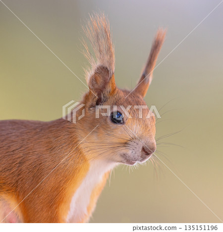 Red Squirrel Portrait on Light Background 135151196