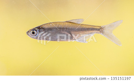 Sunbleak or Belica freshwater fish 135151197