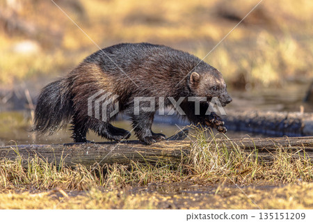 Wolverine walking on stem in nature of Finland Wolverine walking on stem in nature of Finland 135151209