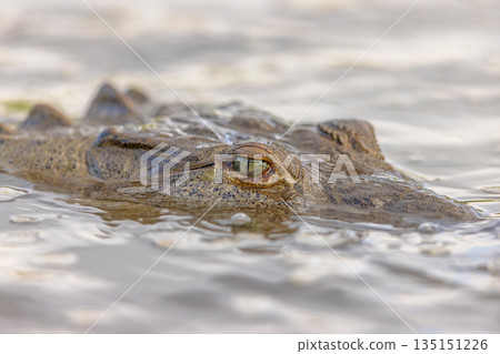 American crocodile head above water American crocodile head above water 135151226