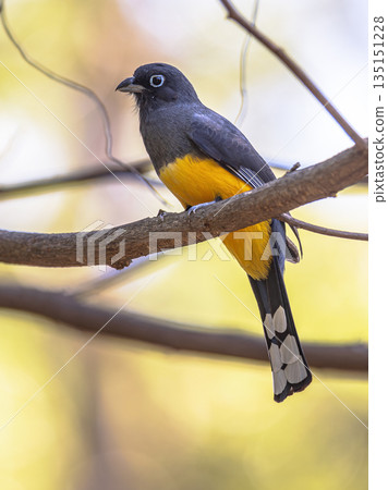 Black headed trogon on colorful background Black headed trogon on colorful background 135151228
