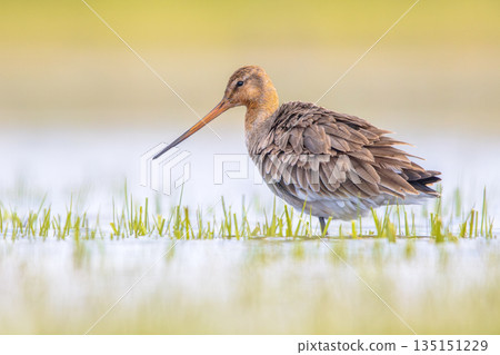 Black-tailed Godwit wader bird walking 135151229