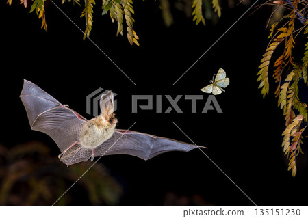 Brown Long-Eared Bat catching Moth in Forest Environment Brown Long-Eared Bat catching Moth in Forest Environment 135151230