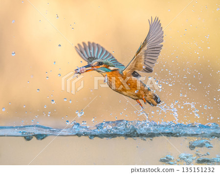 Common European Kingfisher Flying Common European Kingfisher Flying 135151232