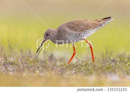 Common Redshank moving through grass Common Redshank moving through grass 135151233