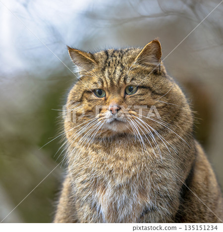 Cute portrait of male European wild cat Cute portrait of male European wild cat 135151234