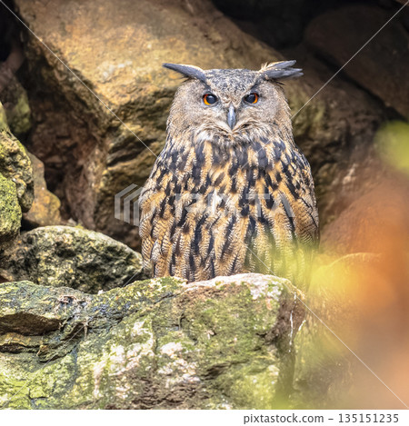 Eurasian eagle-owl looking at camera 135151235