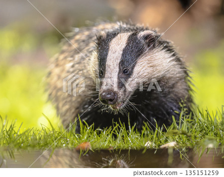 European badger foraging at night 135151259