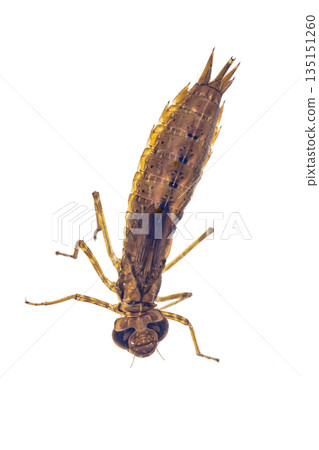 Larvae of Emperor dragonfly 135151260