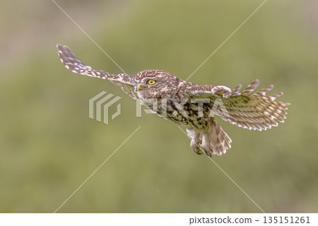 Little Owl flying on Bright Background 135151261