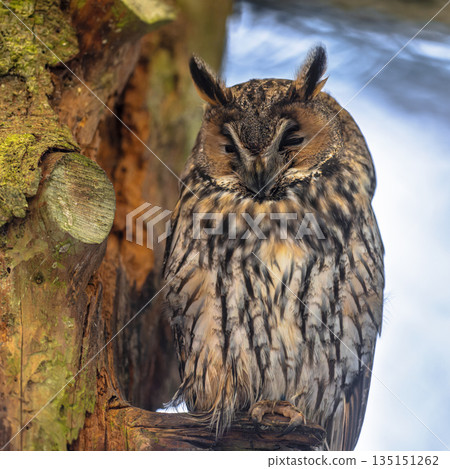 Long Eared Owl sleeping in tree Long Eared Owl sleeping in tree 135151262
