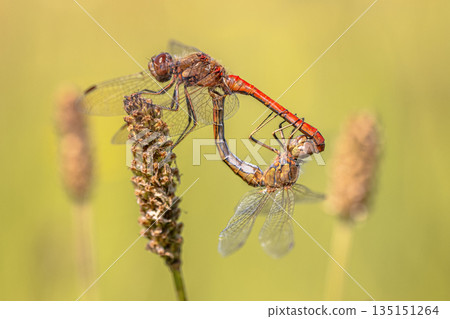 Ruddy Darter Dragonfly Copula 135151264