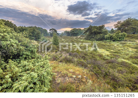 Sunrise over flowering heathland Dwingelderveld Netherlands 135151265