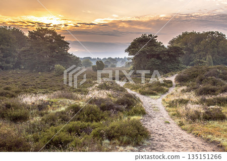 Sunrise over flowering heathland Dwingelderveld Netherlands 135151266