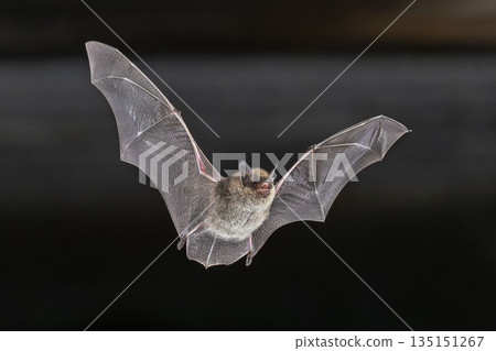Whiskered Bat flying in Natural Environment 135151267
