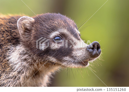 White nosed coati portrait 135151268