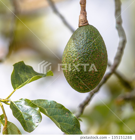 Avocado fruit growing on tree Avocado fruit growing on tree 135151288