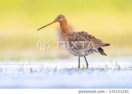 Black-tailed Godwit wader bird walking 135151291