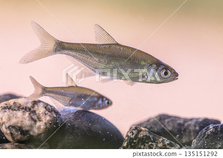 Bleak or Common Bleak Freshwater Fish Bleak or Common Bleak Freshwater Fish 135151292