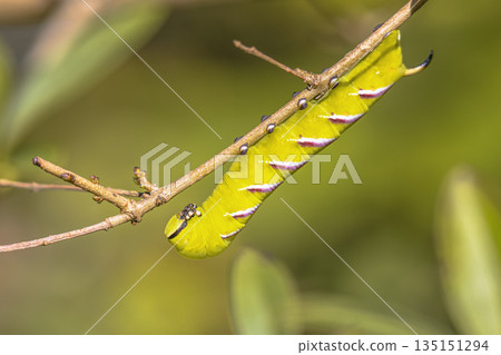 Caterpillar of Privet Hawk Moth 135151294