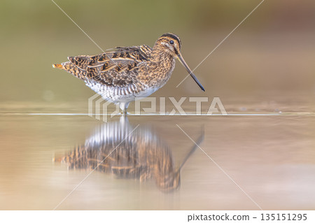 Common snipe wader bird in marshland background Common snipe wader bird in marshland background 135151295