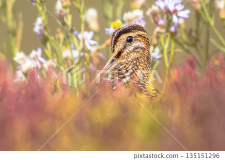 Common snipe wader bird in marshland background 135151296