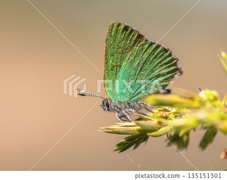 Green hairstreak butterfly Green hairstreak butterfly 135151301
