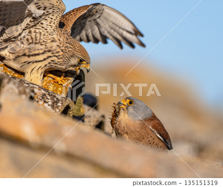 Pair Lesser Kestrel in breeding colony in Spain Pair Lesser Kestrel in breeding colony in Spain 135151319