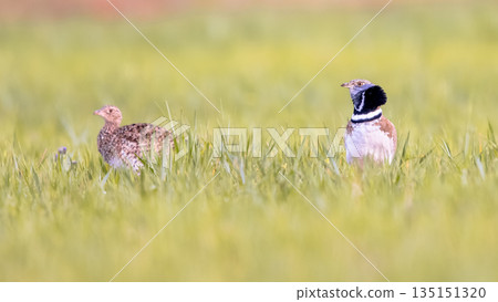 Pair Little Bustard displaying in Grassland 135151320