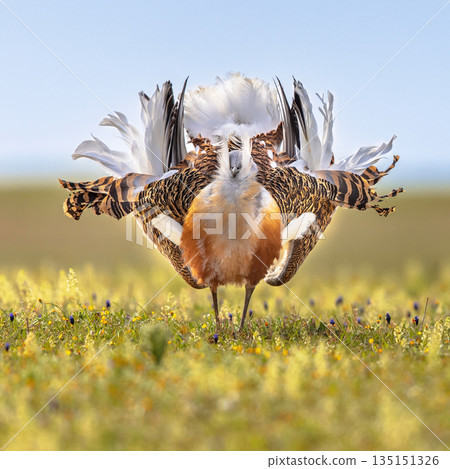 Great Bustard Display in Grassland 135151326