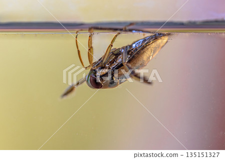 Greater Water-Boatman water insect 135151327