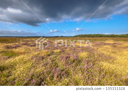 Heathland in bloom Deelerwoud Veluwe Netherlands 135151328