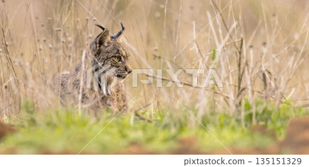 Iberian Lynx in Ambush near Rabbit Residence 135151329