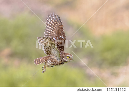Little Owl flying on Bright Background 135151332